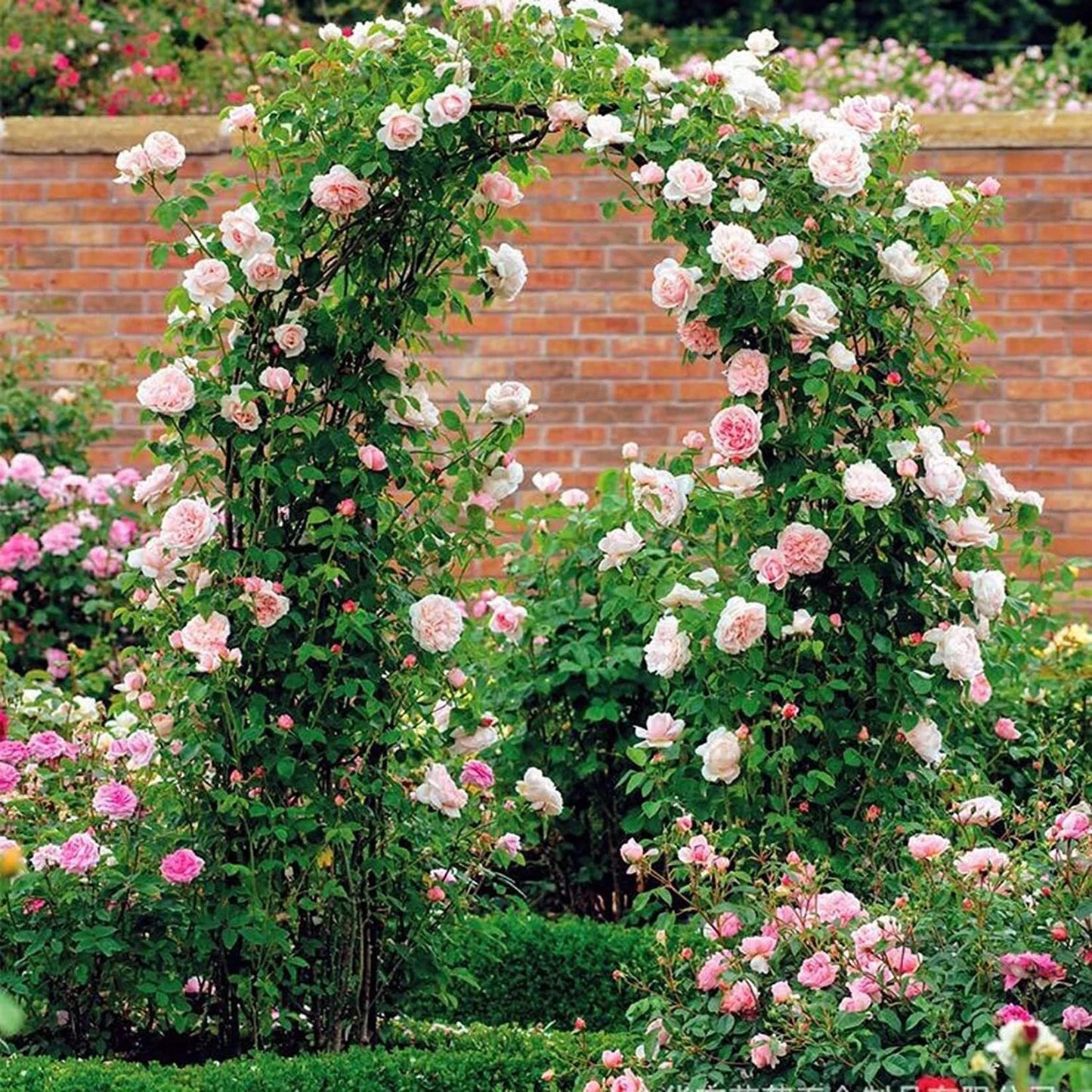 Garden Arch Wedding Archway Trellis Climbing Plants Support with Base